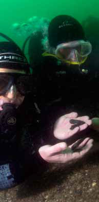 Divers recovering flints from the sea floor