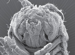 Electron Micrograph picture of gribble