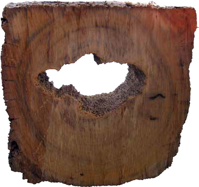 Cross-section through pile showing extent of damage